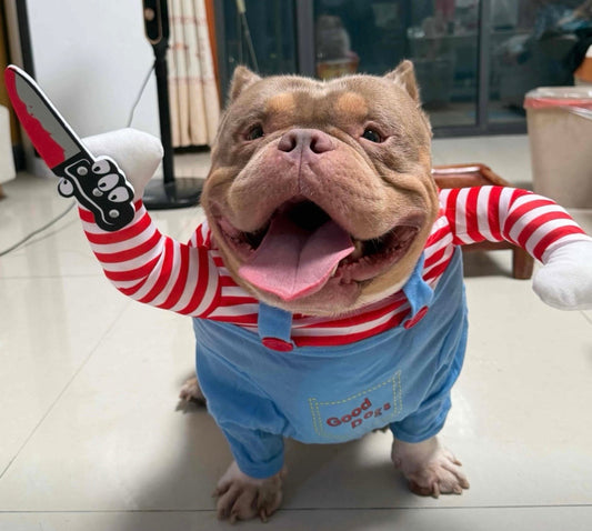 American Bully wearing a blue killer doll dog costume with red striped sleeves and a soft fake foam knife
