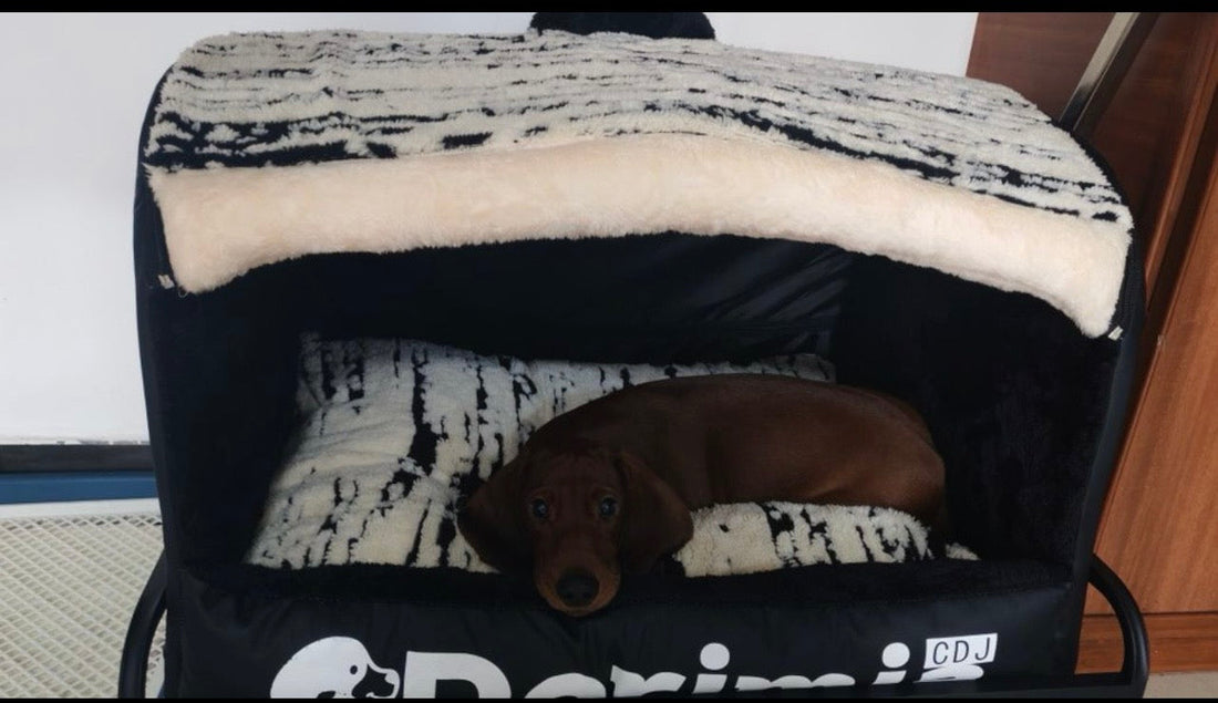 Dachshund resting inside an Ink Black cozy enclosed dog house bed with a plush cushion