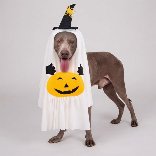 Large gray dog wearing a white pumpkin ghost Halloween costume with a witch hat and jack-o-lantern panel