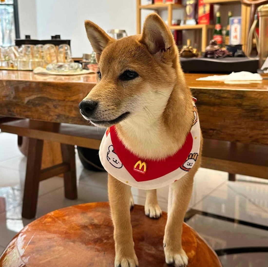 Shiba Inu wearing a red cartoon pet bandana bib with a snap-button neck closure