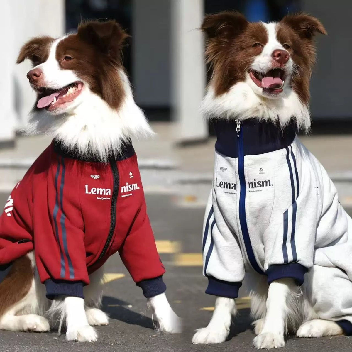 中大型犬秋冬加絨保暖寵物連帽衛衣外套