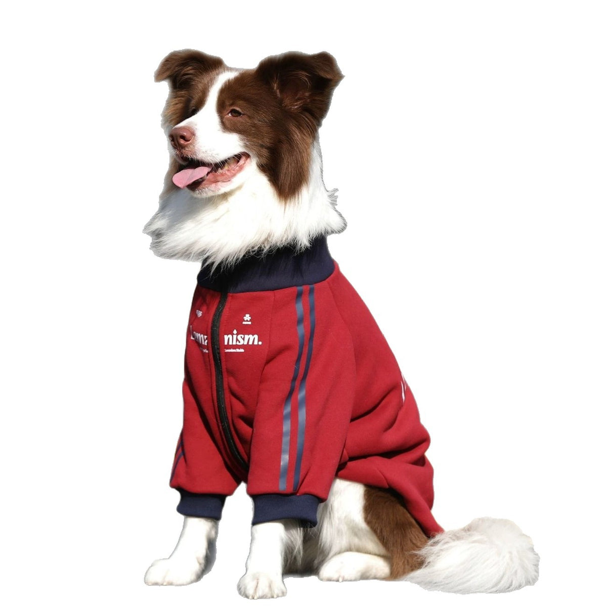 中大型犬秋冬加絨保暖寵物連帽衛衣外套