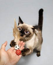 Siamese cat playing with feather bouncy ball cat toys