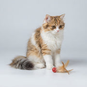 Longhair cat beside a red feather bouncy ball toy