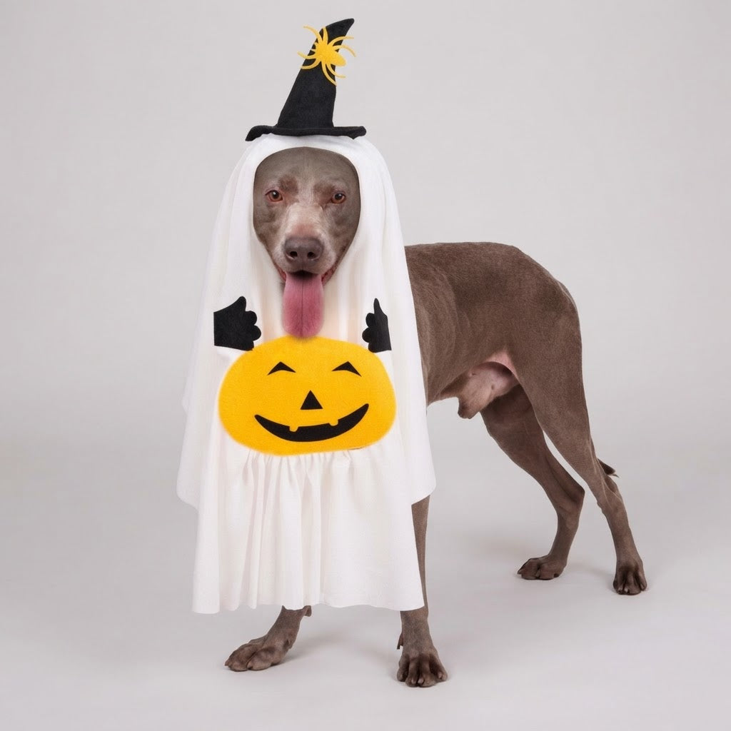 Grand chien portant un costume d'Halloween fantôme et citrouille blanc avec un chapeau de sorcière noir
