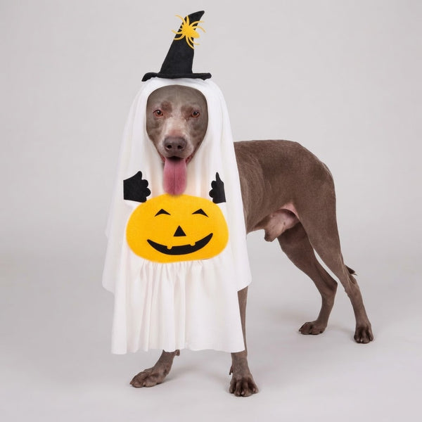 Ghost Pumpkin Halloween Dog Costume