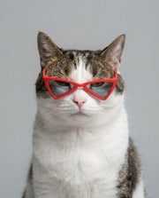 Cat wearing red cat-eye sunglasses as a pet fashion photo prop